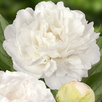 Peonia erbacea Puffed Cotton