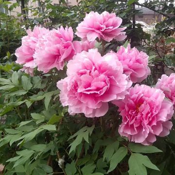 Peonia arborea Cotton Candy (Hua Jing) - Paeonia suffruticosa