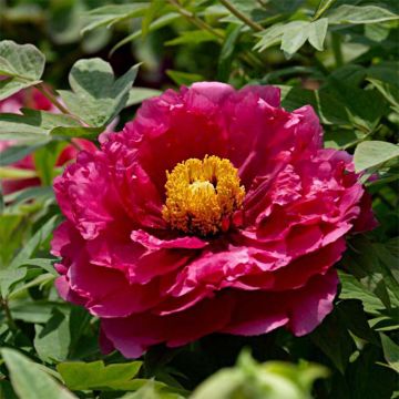 Peonia arborea Ri Yue Jin