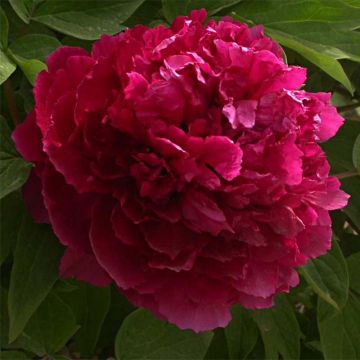Peonia arborea Bai Yuan Hong Xia
