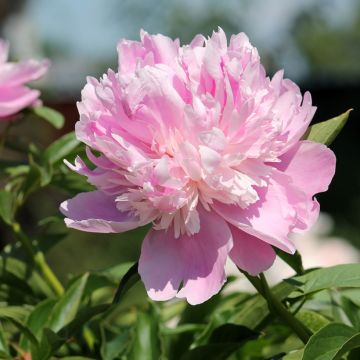 Peonia erbacea Monsieur Jules Elie