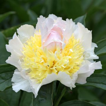 Peonia erbacea Top Brass