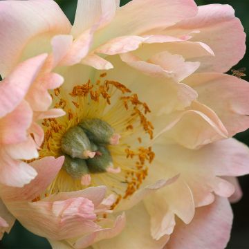Peonia erbacea King's Day