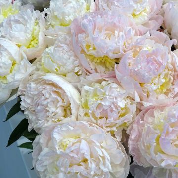 Peonia erbacea Blush Queen
