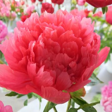 Peonia erbacea Lorelei