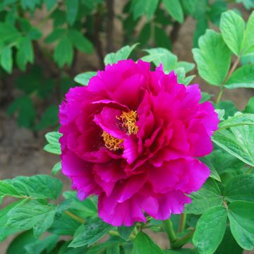 Peonia arborea Tong Yun (Valentine) - Paeonia suffruticosa