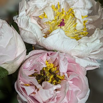 Peonia erbacea Blushing Princess