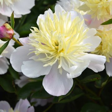 Peonia erbacea Butter Bowl