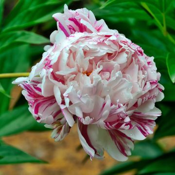 Peonia erbacea Candy Stripe