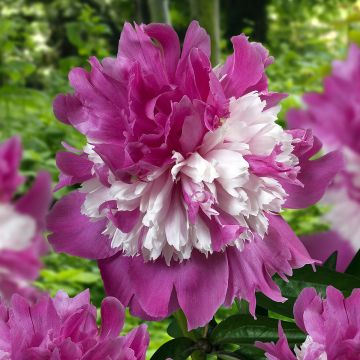 Peonia erbacea Celebrity