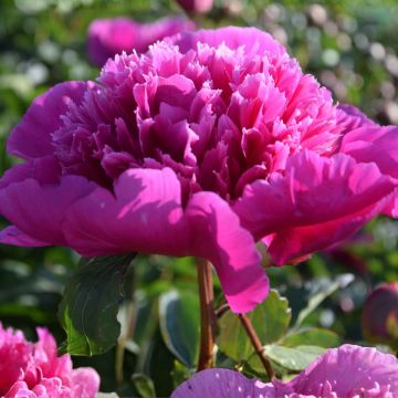 Peonia erbacea Purple Spider
