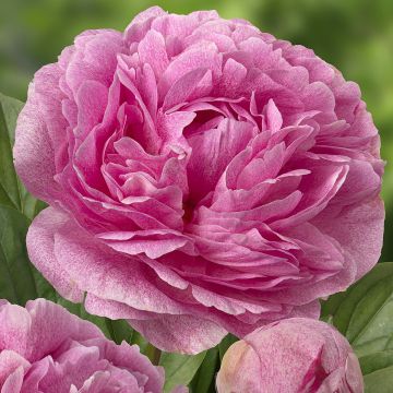 Peonia erbacea The Fawn