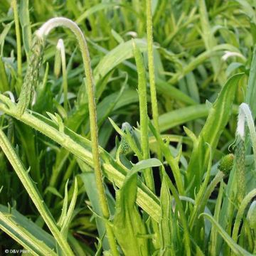 Plantago coronopus - Piantaggine barbatella