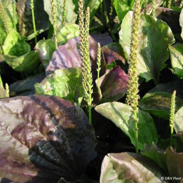Plantago major Atropurpurea - Piantaggine maggiore