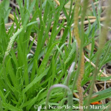 Plantago coronupus NT - Ferme de Sainte Marthe - Barba di cappuccino