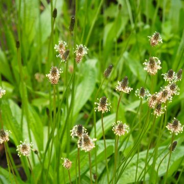 Plantago lanceolata Bio - Ferme de Sainte Marthe - Piantaggine