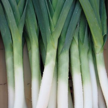 Porro Blu di Solaise Bio