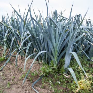 Porro Blu di Solaise