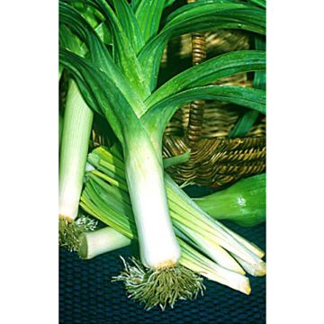 Porro Giallo Gros du Poitou