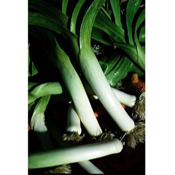 Porro Long de Mezières