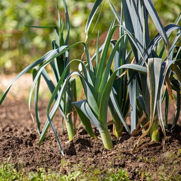 Porro Saint Victor Bio