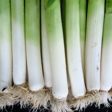 Porro di Gennevilliers