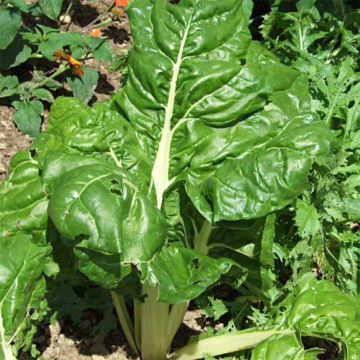 Bietola da coste verde da taglio Bio