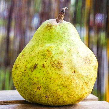 Pero Bergamote de Parthenay