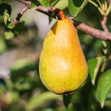 Pero Butirra Lebrun Bio