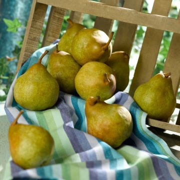 Pero Super Comice Delbard 'Delbias'