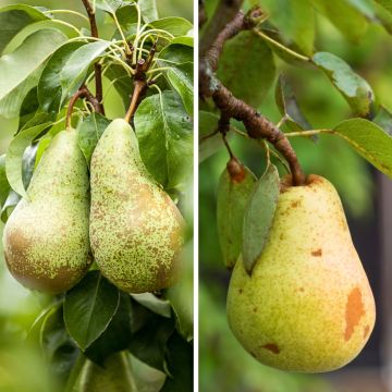 Poirier Duo Conference et Williams