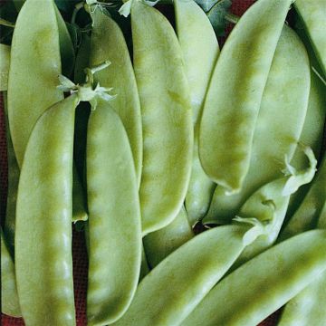 Pisello rampicante Caroubel