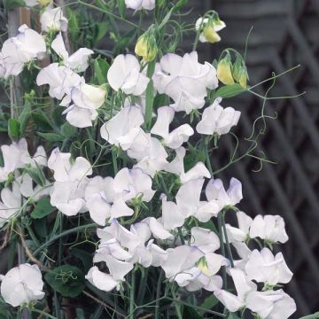 Pisello odoroso Lathyrus