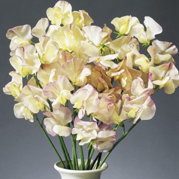 Pisello odoroso High Scent