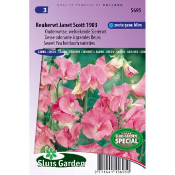 Pisello odoroso Janet Scott