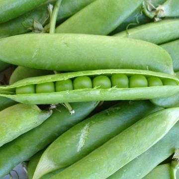 Pisello a mezza rama Jumbo