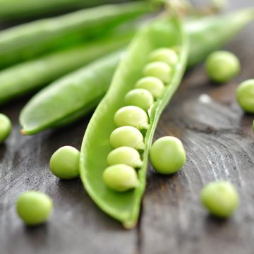 Pisello nano Primavil