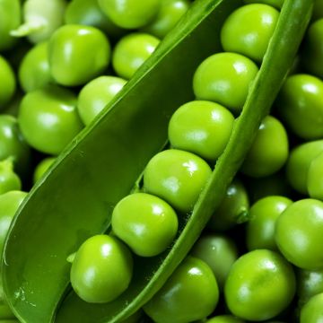 Pisello nano Télévision