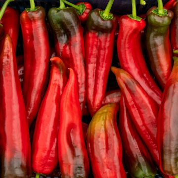 Peperone Corno di Toro Rosso (semi)