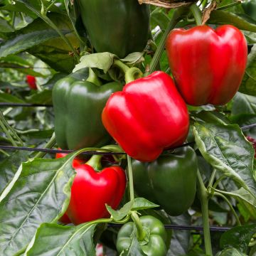 Peperone Quadrato d'Asti Giallo