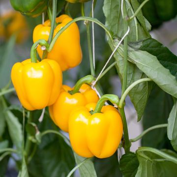 Peperone Quadrato d’Asti giallo Bio