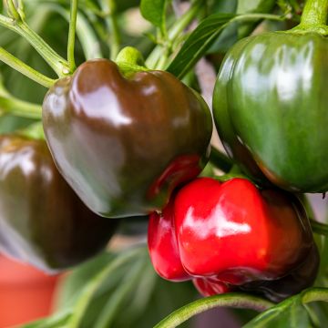 Peperone California Wonder (dolce) BIO