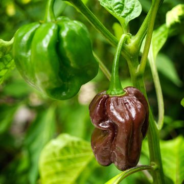 Peperone Mini Chocolate Bell