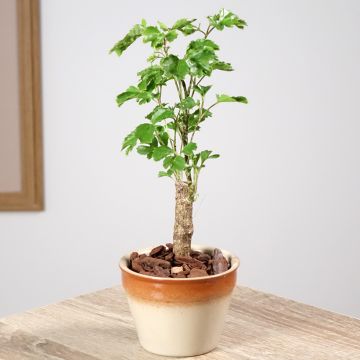 Polyscias balfouriana Butterfly