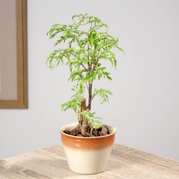 Polyscias filicifolia