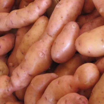 Patata Corne de Gatte B