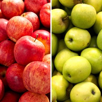 Pommier Duo Gala et Golden Delicious