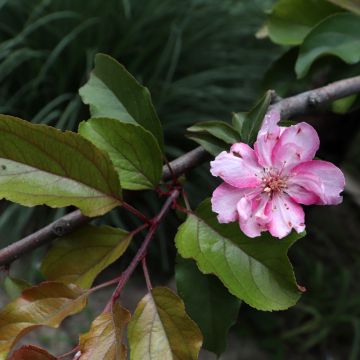 Malus purpureus Aldenhamensis - Melo da fiore