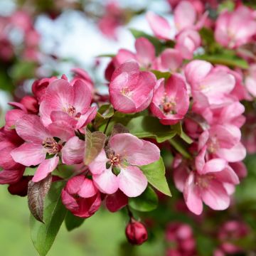 Malus Indian Magic - Melo da fiore