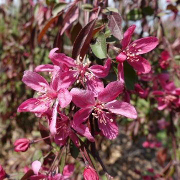 Malus Royal Beauty Variegata  - Melo da fiore